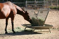 a brown horse eating hay from a metal trough