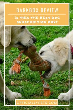 two white dogs playing with a toy in the grass and text barkbox review is this the best dog subscripion box?