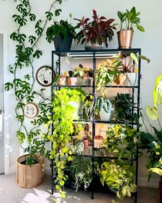 a shelf filled with lots of green plants