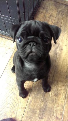 a small black pug sitting on top of a wooden floor next to a cage