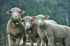 three sheep standing next to each other in a field