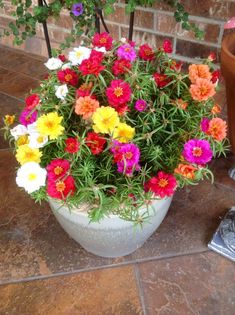 a potted plant with colorful flowers on the ground next to a brick wall and tiled floor