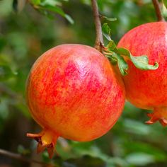 two pomegranates hanging from a tree branch