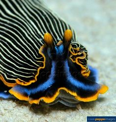 a close up of a blue and yellow sea slug