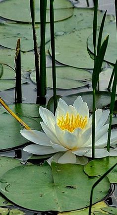 a white water lily with yellow stamens floating on top of it's leaves