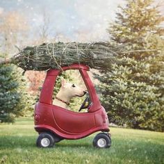 a dog driving a red car with a christmas tree on top