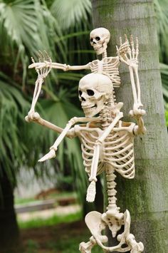 a skeleton figurine hanging from a tree in a park with palm trees behind it