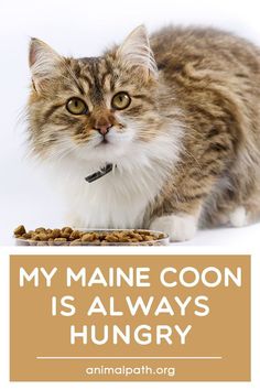 Find out the reasons why your Maine Coon is always hungry. Cat Face On Food, What Human Foods Can Cats Eat, Red's Eats Maine, Mainecoon Cat Cream, Domestic Cat Breeds, Automatic Cat Feeder, Cat Diet, Food Issues