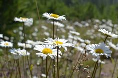 many white and yellow flowers in a field