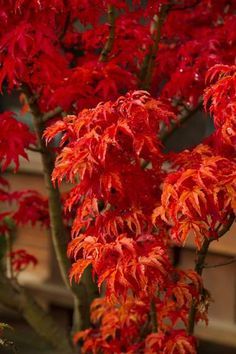 red leaves on a tree in front of a building