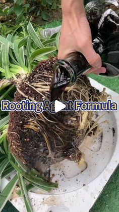 someone is pouring wine into a plant in a white bowl on the ground with green plants