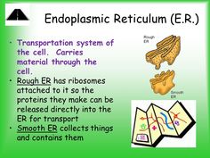 the endoplasmic system of the cell carries material through the cell, which is attached