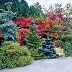 many different types of trees and shrubs in the park, including one with red leaves