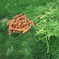 a pile of carrots sitting in the grass