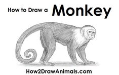 a drawing of a monkey with the words how to draw a monkey