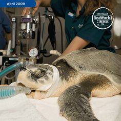 a sea turtle being examined by an animal nurse