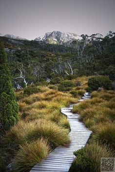 a wooden path in the middle of some grass