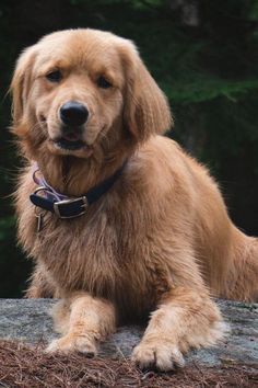 a golden retriever sitting on top of a rock in front of some trees and grass