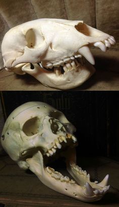 an animal skull is shown in two different views