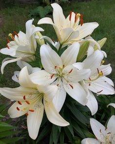 white lilies are blooming in the garden