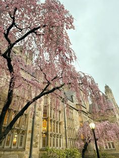 a tree with pink flowers in front of a large building on a cloudy day,