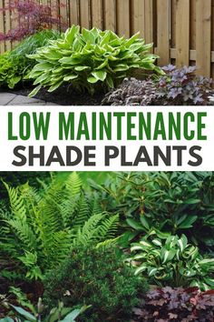 low maintenance shade plants in the garden with text overlay that reads low maintenance shade plants