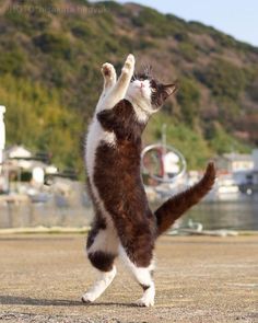 a brown and white cat playing with a frisbee on the ground in front of a mountain