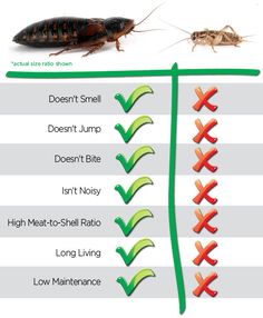 the different types of cockroaches are shown in this graphic above, and below