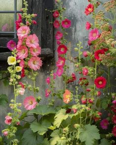 pink and yellow flowers are growing in front of an old building with a broken window