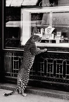 a leopard standing on its hind legs in front of a store window