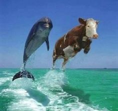 two cows are jumping out of the water with a dolphin in it's mouth