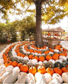 pumpkins and gourds are arranged in the shape of a wheelbarrow