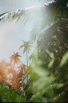 the sun shines through palm trees on a sunny day in tropical costa rica region