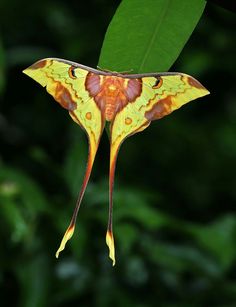 a large yellow and brown moth sitting on top of a green leaf