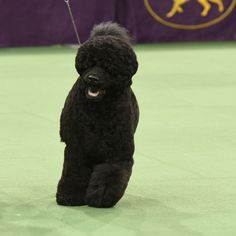 a black poodle is walking on a green carpet with a purple banner in the background