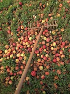 a pile of apples sitting in the grass next to a rake