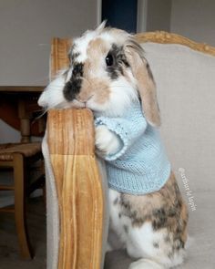 a rabbit sitting on top of a wooden chair