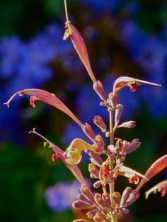 a close up of a flower with purple flowers in the background