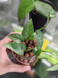 a person holding a glass bowl filled with plants