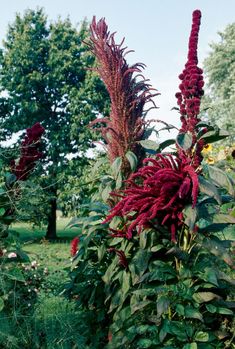 red flowers growing in the middle of a field