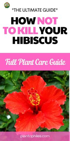 How Not To Kill Your Hibiscus Hibiscus Plant Care, Plumeria Care, Indoor Cactus Plants