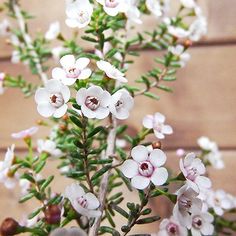 small white flowers with green stems in front of a wooden wall