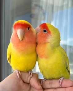 two yellow and red birds sitting on top of each other