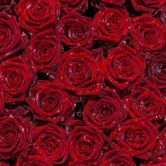 many red roses are arranged together in rows