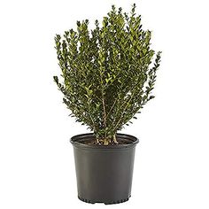 a potted plant with green leaves on the top and bottom, in front of a white background