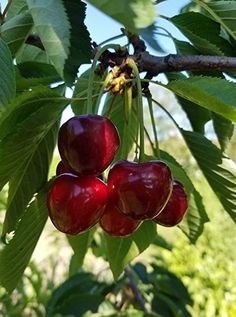 some cherries hanging from a tree with green leaves