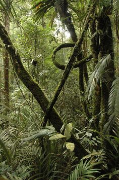 the jungle is full of green plants and trees