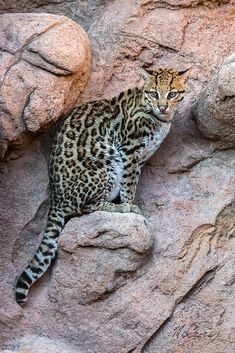 a small cat sitting on top of a rock