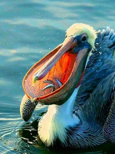 a pelican with its mouth open in the water