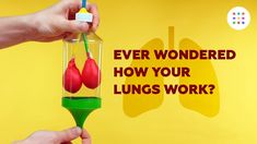 a person holding a glass filled with red and green liquid next to the words, ever wondering how your lungs work?